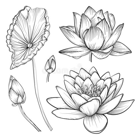 Water Lily Drawing, Lotusblume Tattoo, Lotus Drawing, Water Lily Tattoos, Lilies Drawing, Lotus Flower Art, Lotus Art, Lily Tattoo, Art Drawings Sketches Pencil