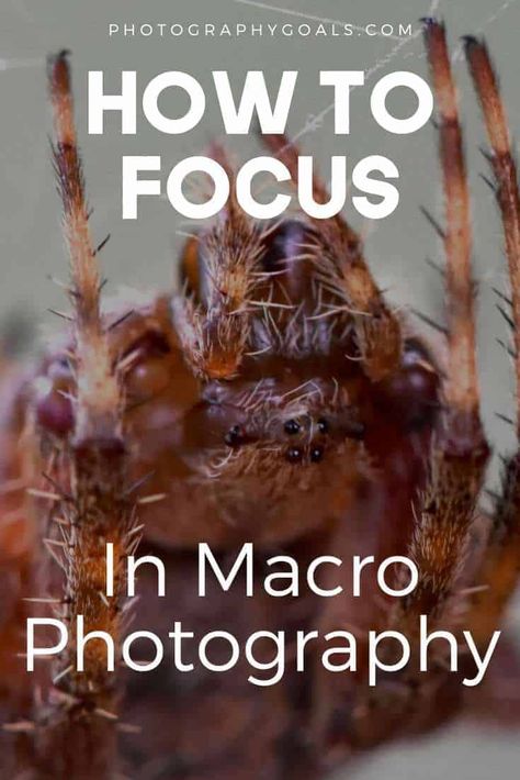 Photography Knowledge, Photography Concepts, Macro Photography Tips, Camera Tutorial, Macro Photography Nature, Manual Photography, Digital Photography Lessons, How To Focus, Farm Photos