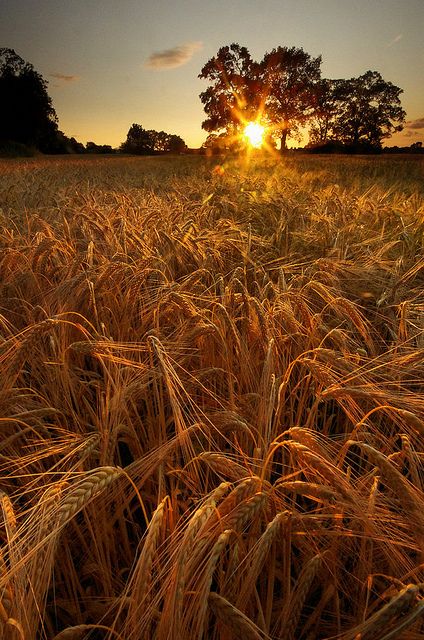 'You'll remember me when the West Wind blows on the fields of barley, we'll forget the Sun in his jealous sky among the fields of gold.'  || For amber waves of grain... Fields Of Gold, Wheat Field, Wheat Fields, Belleza Natural, Country Life, The Farm, Farm Life, Pretty Pictures, Beautiful World