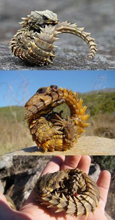 Armadillo Girdled Lizard. Oh man, he is super cool. Armadillo Lizard, Cute Lizard, Baby Dragons, Cute Reptiles, Cool Animals, Baby Dragon, Reptiles And Amphibians, Bearded Dragon, 판타지 아트