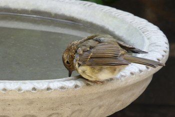 How to Seal a Concrete Birdbath | Home Guides | SF Gate Cement Bird Bath, Bird Fountain, Concrete Bird Bath, Concrete Fountains, Clean Concrete, Front Porch Swing, Bird Bath Garden, Cement Art, Concrete Crafts