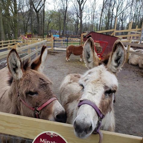 Pig Pond Ideas, Petting Zoo Animals, Mobile Petting Zoo Ideas, Petting Zoo Ideas, Farm Playground, Petting Zoo Farm, Petting Zoo Birthday Party, Mobile Petting Zoo, Farm Goals