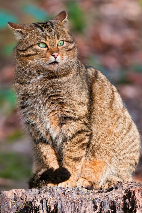 European wildcat (Felis silvestris silvestris) / Polish: żbik Scottish Wildcat, Cuddly Cats, Small Wild Cats, Spotted Cat, Cat Species, Domestic Cat, Cat Sitting, Leopards, Warrior Cats