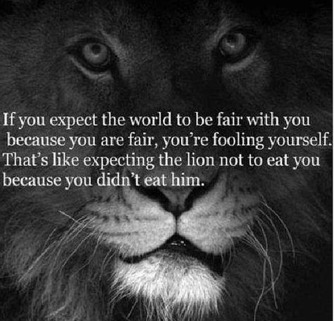 Don't expect the lion not to eat you! One Sentence Quotes, A Lion, Quotable Quotes, Amazing Quotes, Just Saying, True Story, True Words, Be Free, Great Quotes