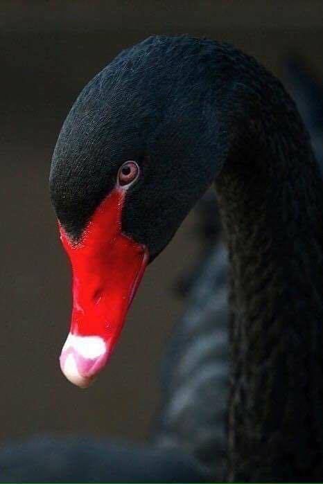 Black Swan Bird, Swan Love, Regnul Animal, Swans Art, Beautiful Swan, Winter Morning, Rare Birds, Australian Birds, Majestic Animals