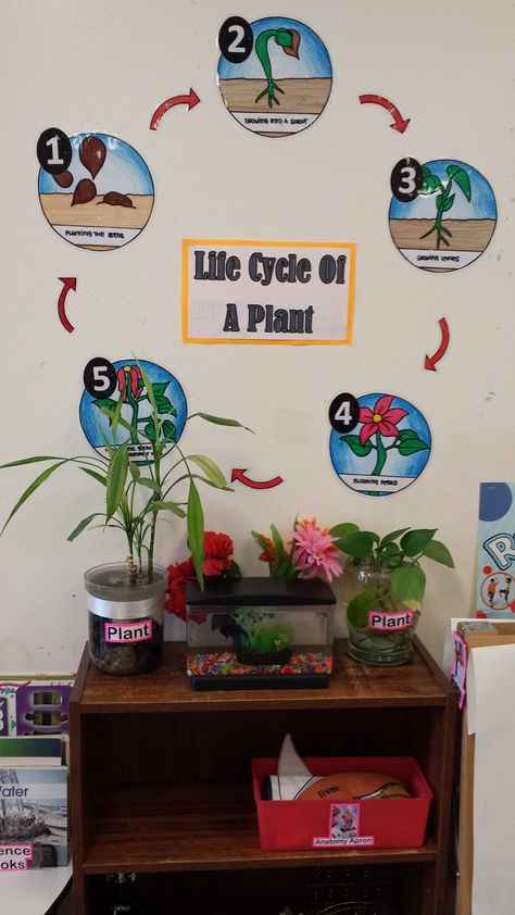 Fish Tank In Classroom, Classroom Fish Tank, Tc Unit, Plant Diagram, Class Pets, Science Center Preschool, Plants Classroom, Teacher Classroom Decor, Ag Education