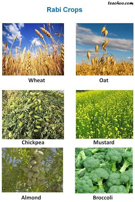 Kharif Crops Images, Cash Crops Images, Rabi Crops Images, Biotechnology Notes, Kids Learning Charts, Climate Activities, Bio Project, Ganesha Art Illustration, Cash Crops