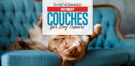 Best Fabric For Sofa, Pet Friendly Living Room, Best Couches, Dog Friendly Furniture, Couch Material, Pet Friendly Furniture, Types Of Couches, Cheap Couch, Microfiber Couch