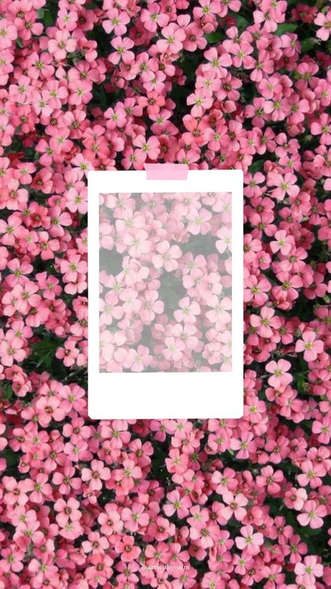 Pink Instagram Background, Pink Frame Aesthetic, Pink Instagram Story Background, Picture Wallpaper Iphone, Picture Templates Aesthetic, Pink Insta Story, Photo Template Aesthetic, Frame Edit Aesthetic, Flowers Pink Aesthetic