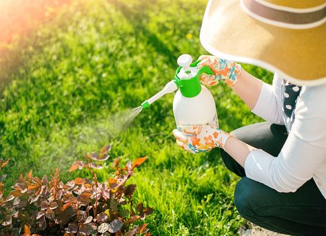 8 Reasons Not to Use Pesticides in Your Yard and Garden  ||  The advent of modern pesticides has meant that even home gardeners can achieve pristine landscaping and gorgeous, green lawns with chemical management. But using pesticides also has its drawbacks. Before you decide to use pesticides in your yard, be aware of the downsides. https://www.bobvila.com/slideshow/8-reasons-not-to-use-pesticides-in-your-yard-and-garden-52794?slide_name=general-pesticides-for-residential-use-downsides& Organic Lawn Care, Lawn Mower Maintenance, Organic Insecticide, Integrated Pest Management, Organic Pesticide, Organic Pest Control, Graves Disease, Plant Pests, Tower Garden