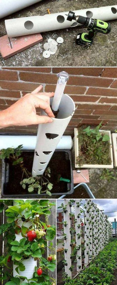 Grow sweet strawberry in a vertical PVC tube Plantarea Legumelor, Strawberries In Containers, Strawberry Planters, نباتات منزلية, Strawberry Garden, Garden Insects, Growing Strawberries, Vertical Gardening, Have Inspiration