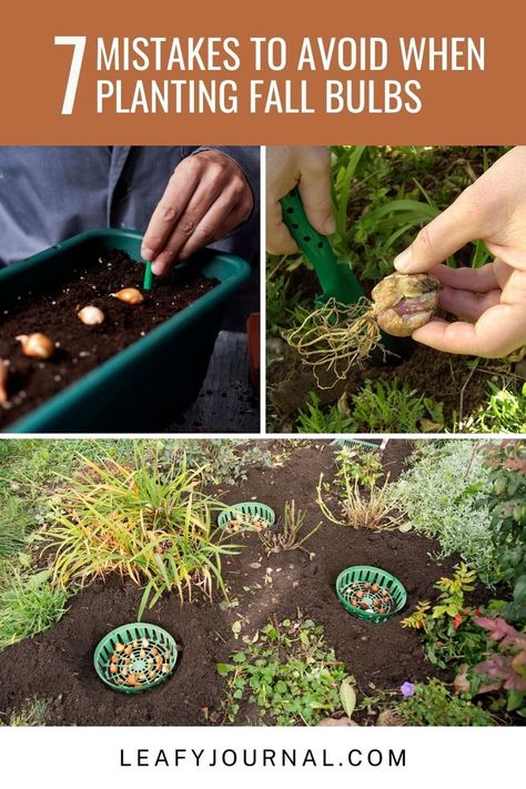 Avoid these 7 Common Mistakes for a Beautiful Fall Bulb Garden! 🍂 Learn how to plant your bulbs like a pro and enjoy a vibrant burst of autumn blooms. Discover tips and tricks to ensure a stunning garden this season! Planting Fall Bulbs In Containers, How To Plant Bulbs In Fall, Fall Planted Bulbs, Planting Spring Bulbs In Fall, Fall Bulbs To Plant, Planting Fall Bulbs, Fall Bulb Planting Design, Bulb Planting Guide, Planting Bulbs In Fall Flower Beds