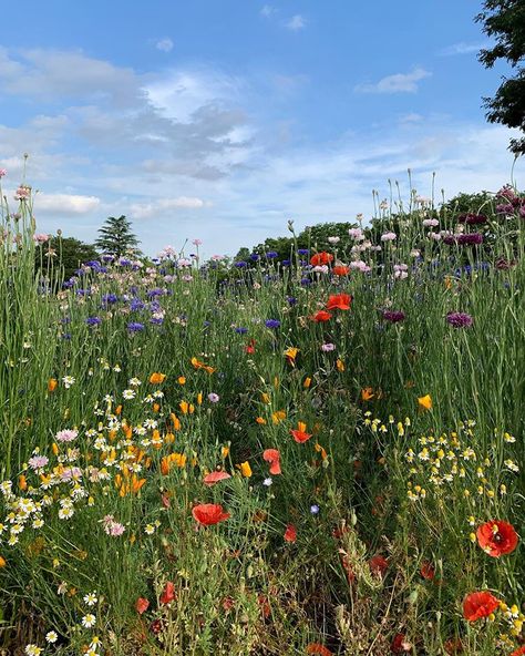 Spring Flowers Aesthetic, Bouquet Garden, Flowers Wild, Flowers Blooming, Nothing But Flowers, Field Of Flowers, Flower Therapy, Spring Aesthetic, Spring Vibes