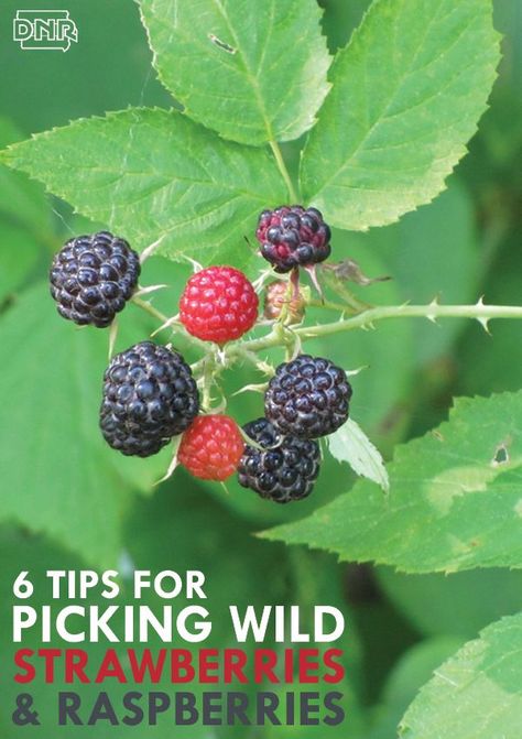 Wild Raspberry Recipes, Iowa Recipes, Wild Raspberries, Medicinal Herbs Remedies, Tiny Pies, Wild Recipes, Strawberries And Raspberries, Ag Education, Wild Foraging