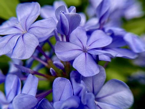 Cape Leadwort Flower, Evergreen Shrubs, Pretty Flowers, A Flower, South Africa, Cape, Thailand, Flowers