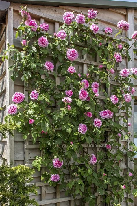 Trellis panels can help you to create really impressive and unusual plant compositions. You can experiment with plants and choose some evergreen vines or even gorgeous flowers to make your garden even more beautiful 🌹