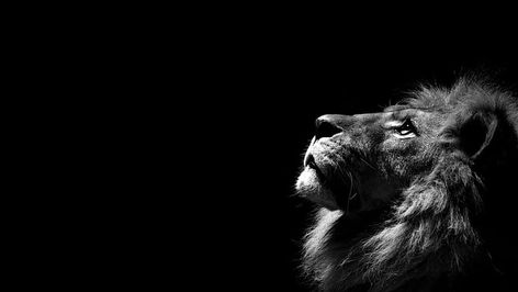 lion, simple background, minimalism, monochrome, animals, animal themes HD wallpaper Lion Wallpaper Hd 1080p, Black Lion Wallpaper, Lion Background, Lion Hd Wallpaper, Wildlife Wallpaper, Makeup Look Black Women, Black And White Lion, Hd Wallpapers For Laptop, Lion Artwork