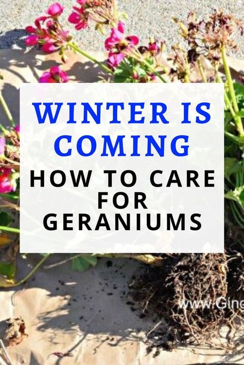 How To Store Geraniums Over Winter, Over Winter Geraniums, How To Winter Geraniums, Geranium Indoors, How To Over Winter Geraniums, Wintering Geraniums Indoors, How To Keep Geraniums Over Winter, How To Overwinter Geraniums, Saving Geraniums Over Winter