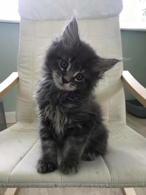 Black And Grey Kitten, Grey And Black Cat, Black And Grey Cat, Warrior Cats Au, Dark Grey Cat, Cute Little Cats, Maincoon Cat, Grey Animals, People And Cats