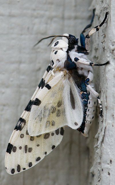 Гигантская леопардовая медведица / Гигантская сумеречница / Giant leopard moth / Eyed tiger moth / Hypercompe scribonia #медведица #сумеречница #бабочка Giant Leopard Moth, Leopard Moth, Cool Insects, Beautiful Insects, Tiger Moth, Moth Caterpillar, Cool Bugs, Moths And Butterflies, A Bug's Life