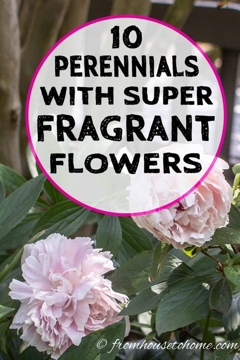 Looking for plants with the most fragrant flowers to plant in your garden landscaping? All of these fragrant perennials and bushes are perfect for planting close to the house or patio so you can smell their scent as soon as you walk outdoors. #fromhousetohome #gardendesign #gardening #fragrantflowers #sunperennials  #perennialgarden Fragrant Flowers Garden, Best Smelling Flowers, Smelling Flowers, Full Sun Plants, Sun Perennials, Fragrant Plant, Beautiful Pink Flowers, Patio And Garden, Easy Plants