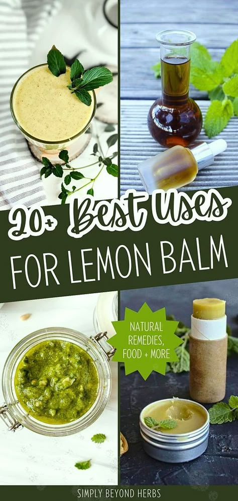 Add to your Natural Remedies with 20+ best uses for lemon balm plant. Explore over 20 recipes using fresh lemon balm leaves, including tea, salad vinaigrette, lemonade, tincture, and syrup. Learn to create lip balm and other natural remedies for health benefits. Find more herbalism recipes, natural herbs medicine, and uses for lemon balm at simplybeyondherbs.com. Uses For Lemon Balm, Lemon Balm Benefits, Lemon Balm Uses, Herbalism Recipes, Lemon Balm Recipes, Lemon Balm Plant, Lemon Balm Tincture, Salad Vinaigrette, Recipe Using Lemons