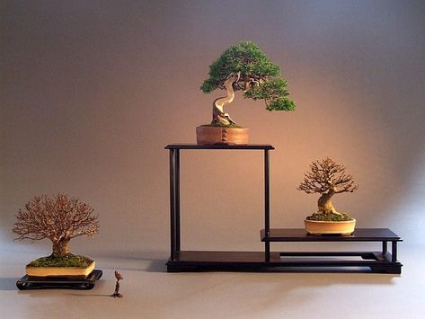 How to Use a Stand to Display Your Shohin Bonsai | Bonsai Tree Gardener Bonsai Logo, Indoor Tree Plants, Bonsai Stand, Bonsai Indoor, Bonsai Display, Bonsai Mame, Tang Yuan, Indoor Tree, Bonsai Tools