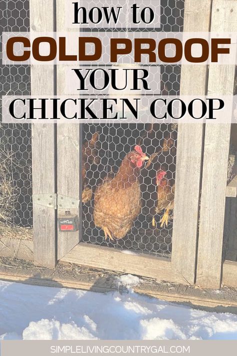 Get your chickens through the winter with these easy tips—steps to take to winter-proof your chicken coop and keep everyone warm and thriving. Don't miss out on delicious farm-fresh eggs even during the colder months. Learn how to create the perfect conditions for your entire flock and ensure they thrive even in the winter. Winterize your chicken coop for healthy chickens. How To Winterize Small Chicken Coop, Easy Cute Chicken Coop, Animal Proof Chicken Coop, Chicken Steps For Coop, Entertaining Chickens In Coop, Cold Hardy Chickens, How To Care For Chickens In The Winter, Chicken Coop Food Storage Ideas, Chicken Coop Refresher