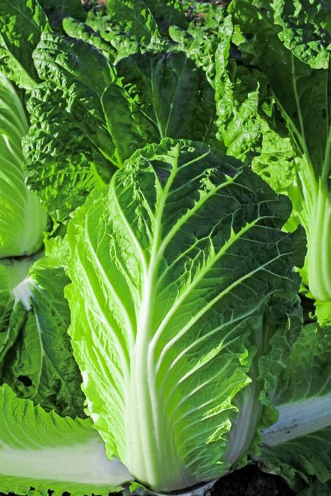 Different Types Of Cabbage, Napa Cabbage Chinese Recipes, Cabbage Photo, Cabbage Varieties, Easy To Grow Houseplants, Fruit Tree Garden, Best Garden Tools, Garden Fertilizer, Garden Works