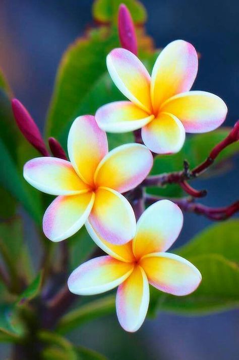 Fiori Frangipani, Creator Inspiration, Floral Photos, Plumeria Flowers, Coloring Ideas, Flower Paintings, Hawaiian Flowers, Exotic Flowers, Flower Photos