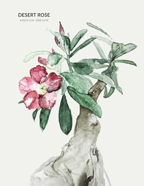 May Art, Plant Sketches, Desert Rose Plant, Rose Sketch, Basic Painting, Plant Tattoo, Rose Illustration, Desert Flowers, Watercolor Cactus