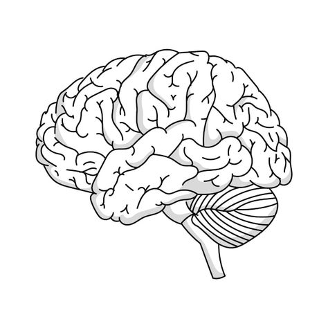 Brain outline illustration | Free Psd #Freepik #freepsd #outline #line-art #minimal-illustration #drawing Brain Outline, Brain Drawing, About Brain, Brain Images, Outline Illustration, Instagram Music, Outline Drawings, Drawing Images, Psd Icon