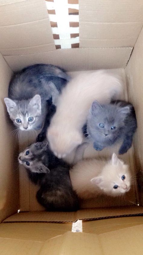 Box Of Kittens, White Van, Welcome Home Baby, Adorable Kittens, White Vans, What To Buy, Cute Funny Animals, Welcome Home, Kittens Cutest