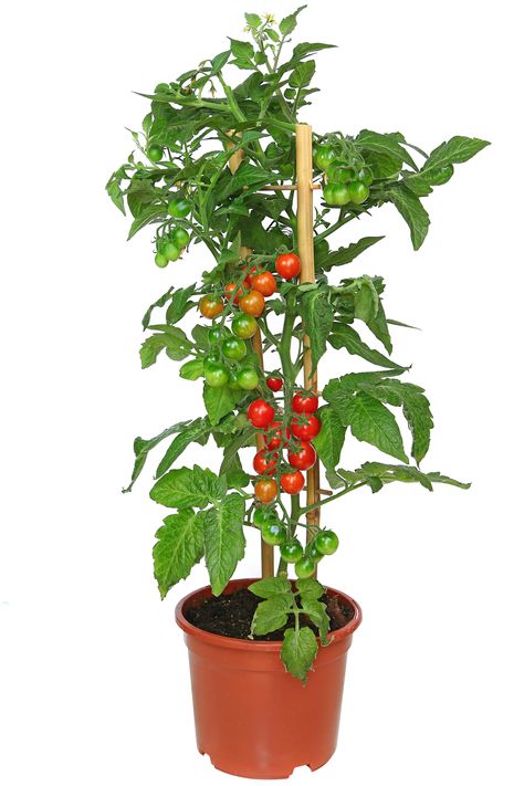 Large Vegetable Garden, Tomato Tree, Tanaman Tomat, Growing Cherry Tomatoes, Tomatoes In Pots, Healthy Harvest, Cherry Plant, Cherry Tomato Plant, Growing Vegetables In Pots