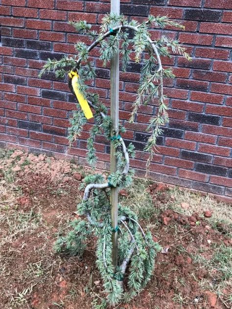 Weeping Blue Atlas Cedar, Cedar Plant, Blue Atlas Cedar, Weeping Trees, Atlas Cedar, Blue Fountain, Green To Blue, Cedar Trees, Blue Spruce