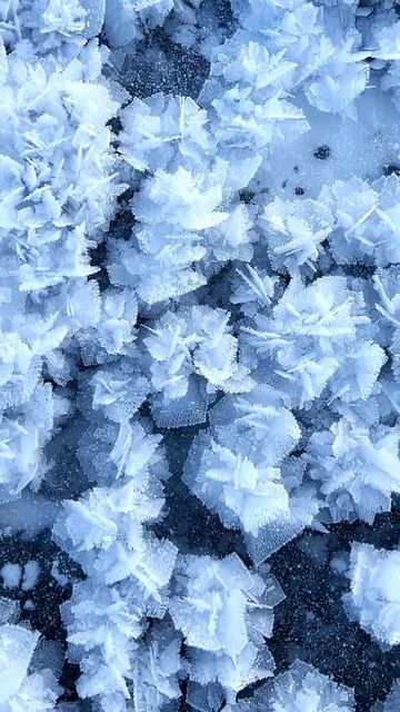 Frozen Ice Aesthetic, Sagebrush Aesthetic, Frozen Flowers Aesthetic, Frozen Flowers Wallpaper, Winter Fairy Aesthetic, Cold Winter Aesthetic, Cold Character, Frosty Flowers, Ice Goddess