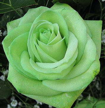 Growing Roses From Seeds, Green Roses, Rose Seeds, Rose Pictures, Growing Roses, Love Roses, Planting Roses, Most Beautiful Flowers, Beautiful Rose Flowers