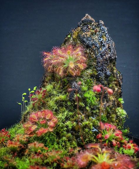 Carnivorous Terrarium, Sundew Plant, Carnivorous Plants Terrarium, Plants Terrarium, Bog Plants, Bog Garden, Plant Terrarium, Plant Fungus, Terrarium Ideas