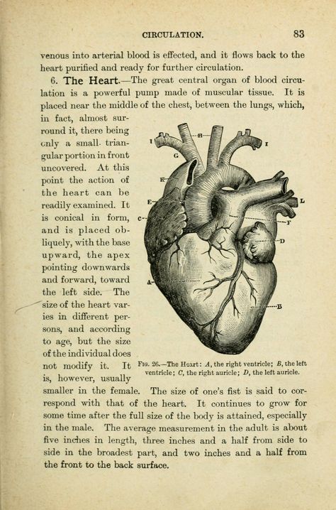 Medicine Poster Aesthetic, Human Physiology Aesthetic, Cute Things To Print Out, Stuff To Print Out, Poster Ideas For School, Stuff To Print, The Heart, Aesthetic Print, Human Anatomy Art