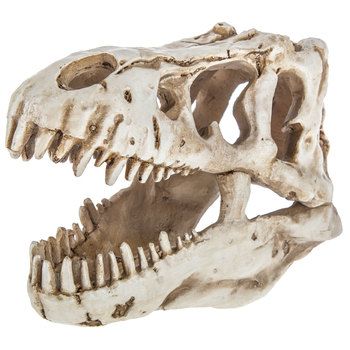 Dino Skull, Dino Bedroom, Boys Dinosaur Bedroom, Dinosaur Kids Room, Dino Room, Dinosaur Skull, Dinosaur Bedroom, Dinosaur Room Decor, Dinosaur Room