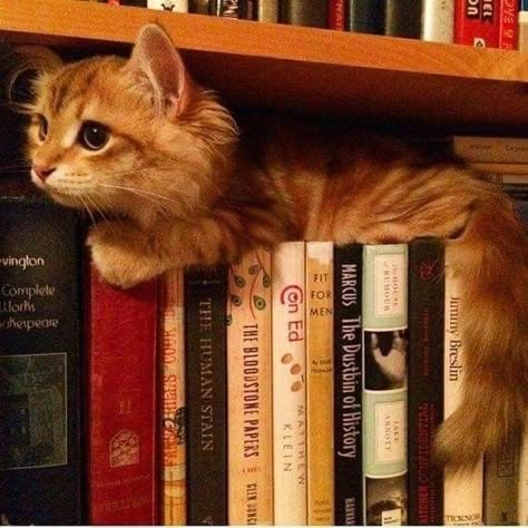 Books And Cats, Cats Books, Cats And Books, Cat Books, Ginger Cats, Cat Person, Cat Aesthetic, I Love Cats, Kitty Kitty