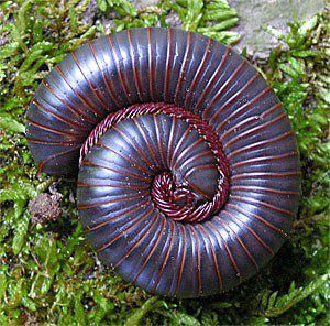 Night of a Thousand Legs (Millipede, Narceus americanus) Spiral In Nature, Fibonacci Pattern, Fibonacci Sequence In Nature, Fibonacci Series, Entomology Illustration, Maths In Nature, Fractals In Nature, Spirals In Nature, Millipedes