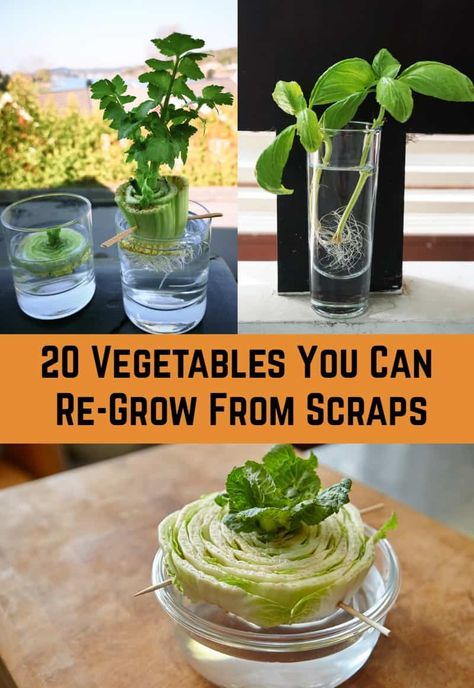 What Vegetables Can You Grow From Scraps, Vegetables You Can Grow From Scraps, How To Grow Celery From Scraps, Regrow Celery From Scraps, Grow Vegetables From Scraps, Scrap Gardening, Grow From Scraps, Grow From Cuttings, Growing Celery