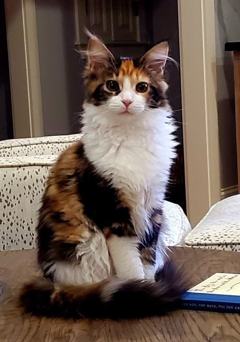 Calico Maine Coone, Cymric Cat, Calico Cat Aesthetic, Fluffy Calico Cat, Cats Calico, Cat Calico, Tortie Cat, Majestic Cat, Calico Cats