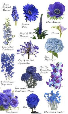 SO MANY FLOWERS!!!!!!!!!!!!!!!!!!!!!!!!!!!!!!!! Flowers by color. So amazing and helpful Flowers And Their Names, نباتات منزلية, Flower Guide, Blue Wedding Flowers, Flower Meanings, בר מצווה, Blue Garden, Flower Names, Deco Floral