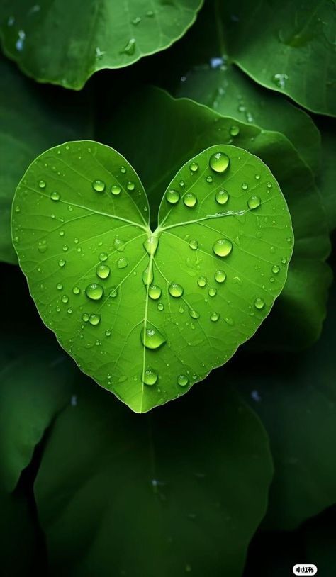 Leaf Pic, Heart Shaped Leaf, Hearts In Nature, Qhd Wallpaper, Nature Iphone Wallpaper, Rain Wallpapers, Leaf Photography, Iphone Dynamic Wallpaper, Android Wallpaper Art