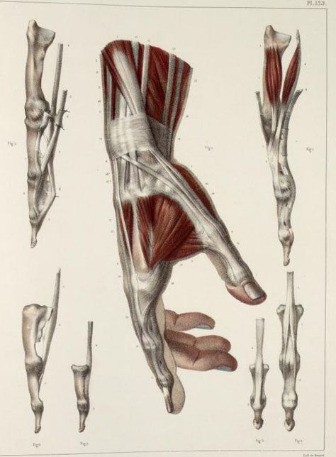 http://inspirationalartworks.blogspot.in/p/anatomy-images.html?zx=5bd635ddedec7cf8 Arm Anatomy, Hand Anatomy, Anatomy Images, Skeleton Anatomy, Male Figure Drawing, Human Body Anatomy, Human Anatomy Drawing, Human Figure Drawing, Muscle Anatomy