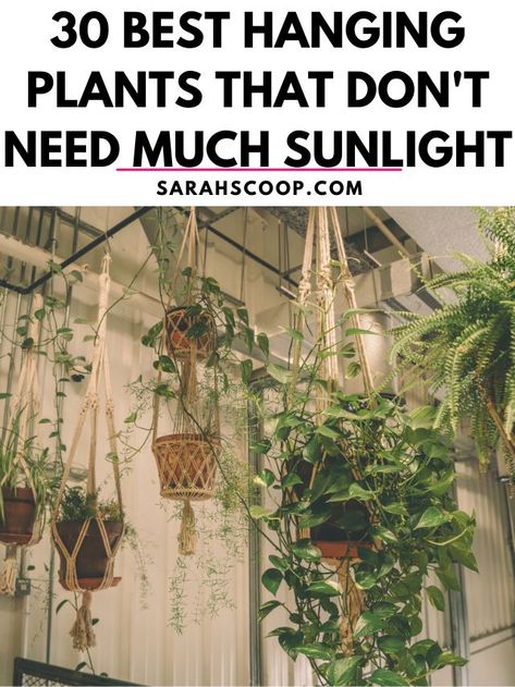 Plants That Don’t Require Sunlight, Hanging Plants From Tall Ceilings, Hanging Snake Plant, House Plants That Dont Need Sunlight, Low Light Trailing House Plants, Low Light Hanging Indoor Plants, Plants That Need No Sunlight, Indoor Plants That Dont Need Sunlight, Plants That Dont Need Sunlight