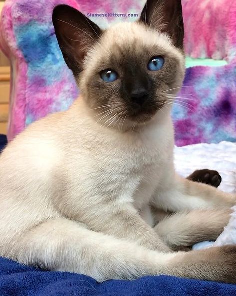 Contact | Siamese Kittens Siamese Cats Funny, Cat Hypoallergenic, Cats Siamese, Balinese Cat, Kittens For Sale, Siamese Kittens, Kitten For Sale, California Los Angeles, Siamese Cats