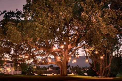 "My personal favorite sight was the resort’s 200-year-old oak tree positively dripping with gorgeous handcrafted lanterns. The 28 wrought… Outdoor Lanterns Patio, Lanterns In Trees, Tree Wedding Decorations, Ojai Valley Inn And Spa, Pch Road Trip, Pacific Coast Highway Road Trip, Oak Tree Wedding, Ojai Valley Inn, Outdoor Lighting Ideas